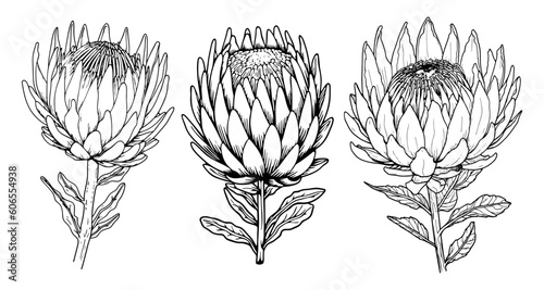 Protea flower with leaves line art. Black outline vector botanical set. Modern tropical floral illustration.