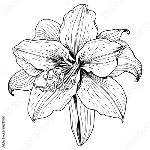 Hibiscus flower with leaves line art. Black outline vector botanical art. Modern tropical floral illustration.