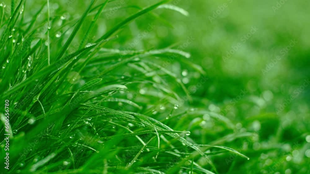 Dew on grass at early morning, extreme close up. Slow motion Dew on grass at early morning, extreme close up. Slow motion