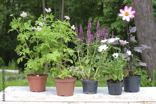 Garden flowers pelargonium, salvia, osteospermum and dahlia in plastic flower pots in the garden on the table. Gardening in the spring outdoors. © Valerie