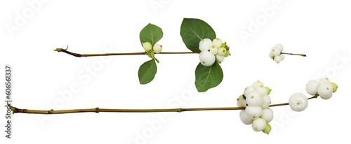 Set of snowberries (Symphor...