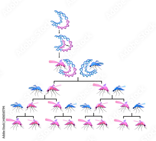 Fotografi Gene drive and genetic engineering are used to alter genes