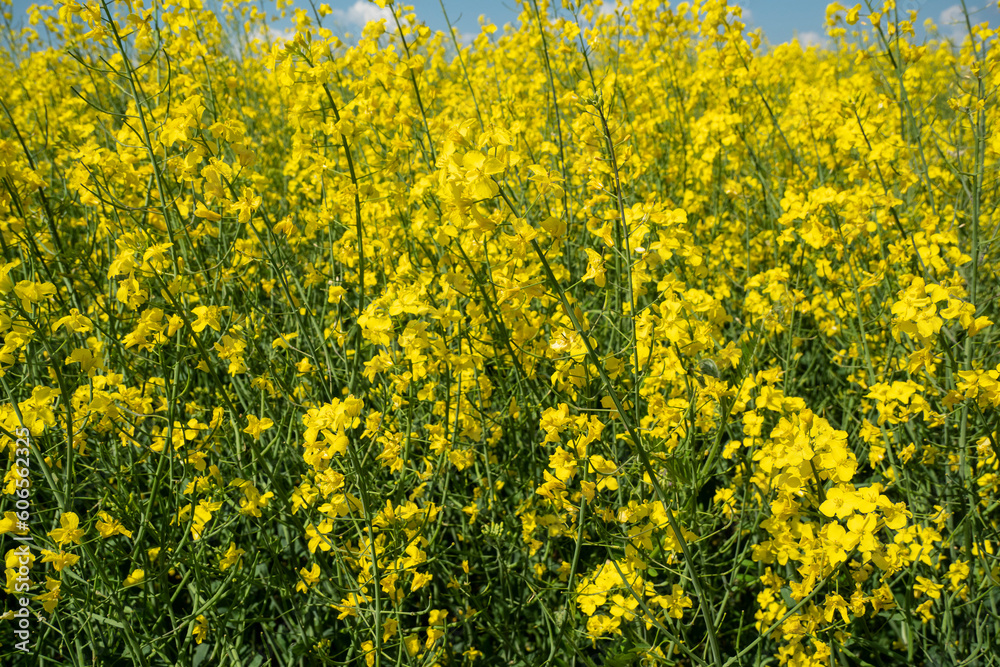Rapeseed bloom.
Rapeseed is an industrial crop. Excellent honey plant.
Rapeseed bloom.
Rapeseed is an industrial crop. Excellent honey plant.