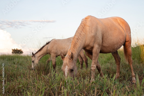 Horses in the field drinking and feeding
