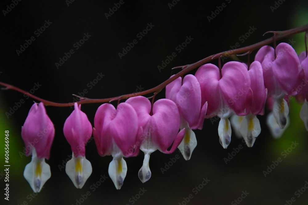 The flower of the Dicenter or the flower of the Broken Heart.