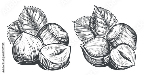Group of hazelnuts with leaves sketch. Hand drawn Nuts in vintage engraving style. Vector illustration