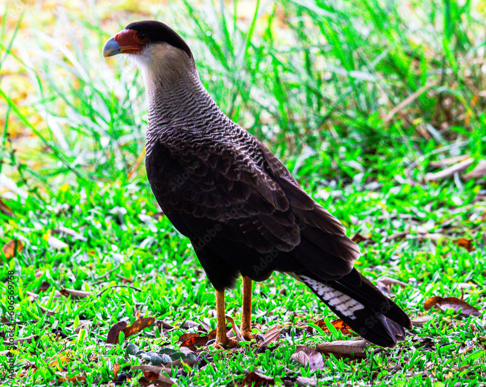 Caracara plancus