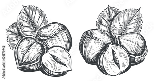 Hazelnuts with leaves. Nuts sketch vector illustration. Engraving style. Drawing with pen ink