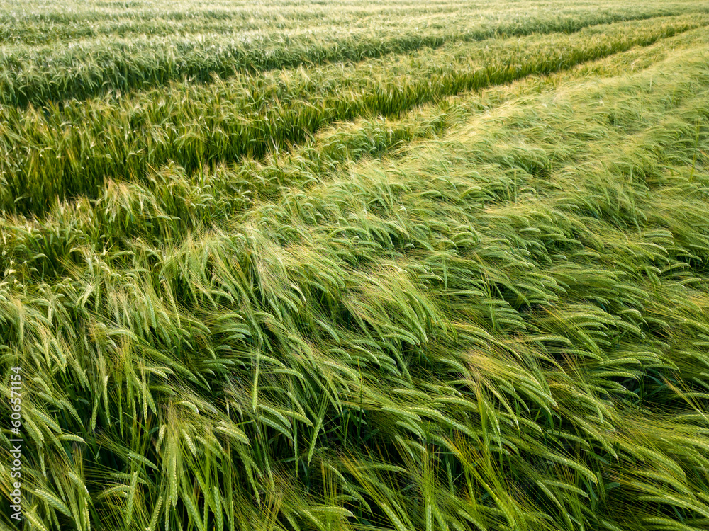 Φωτογραφία Aerial view of field of fresh young wheat rye ears in the morning light