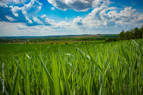 Green wheat field and blue sky at spring 