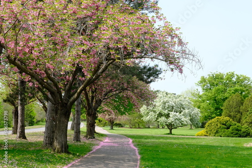 Fallen pink petals of a flowering tree on green grass