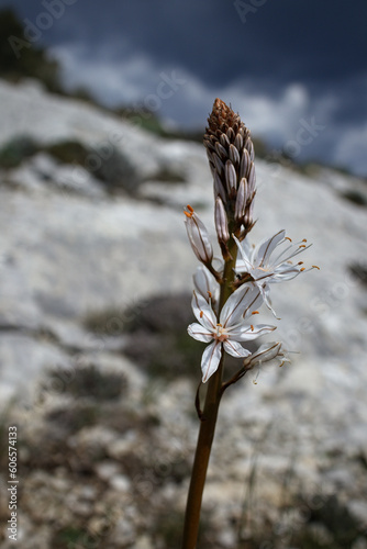 Fleur de montagne