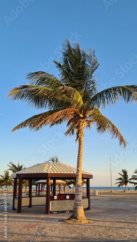 Palm trees on the beach © Umar