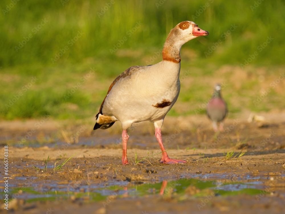 egiptian goose on the fild egiptian goose on the fild