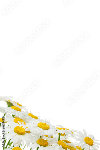Flowers of Chamomile (Ox-Eye Daisy ) isolated on white background. Білі квіти ромашки, изольовані на білому тлі. Flat lay. Floral pattern, postcard with daisies. Place for text
