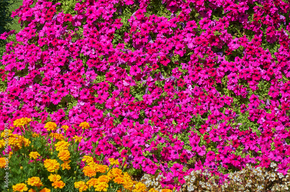 Naklejka premium Background of pink petunia flowers. Top view. Beautiful flowers in summer