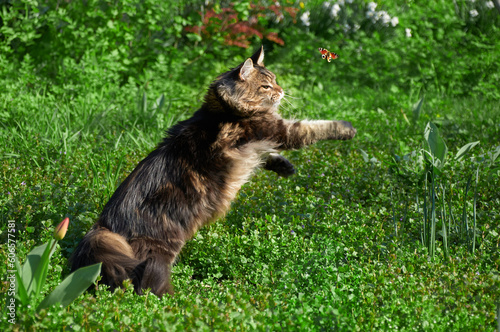 A Maine Coon cat chasing a butterfly on green grass in a park. Pets walking outdoor adventure. Cat close up
