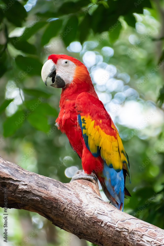 Beautiful scarlet macaw standing on the trunk of a tree in the middle of a rainforest