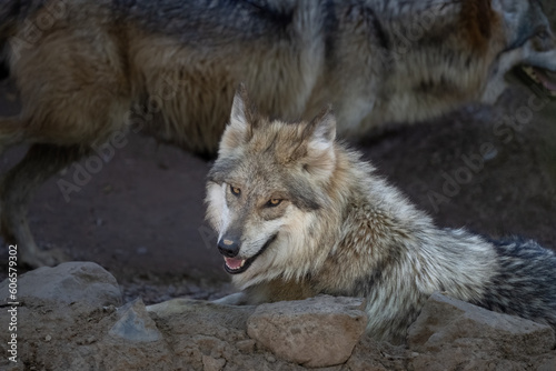 Lobos the Mexican Red Wolf