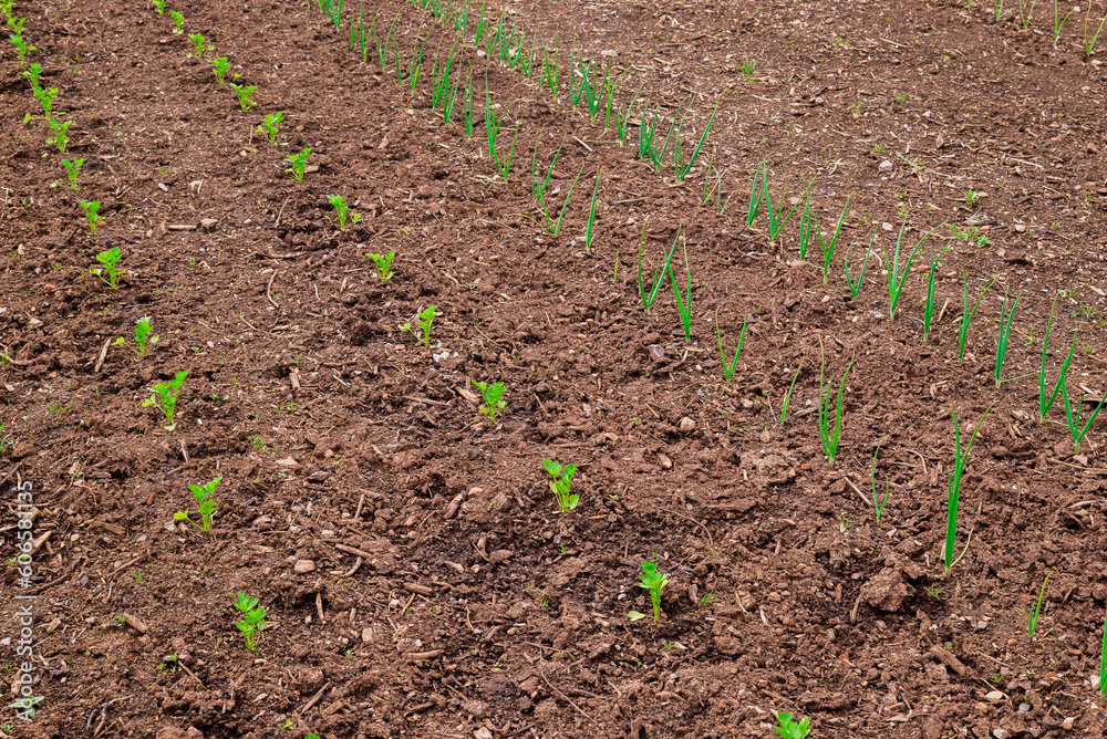 An organic vegetable garden in a rural setting An organic vegetable garden in a rural setting