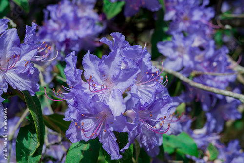 light pink blue rhododendron brush.