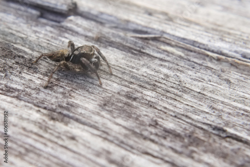 "Captivating Macro Shot: Leaping Spider"