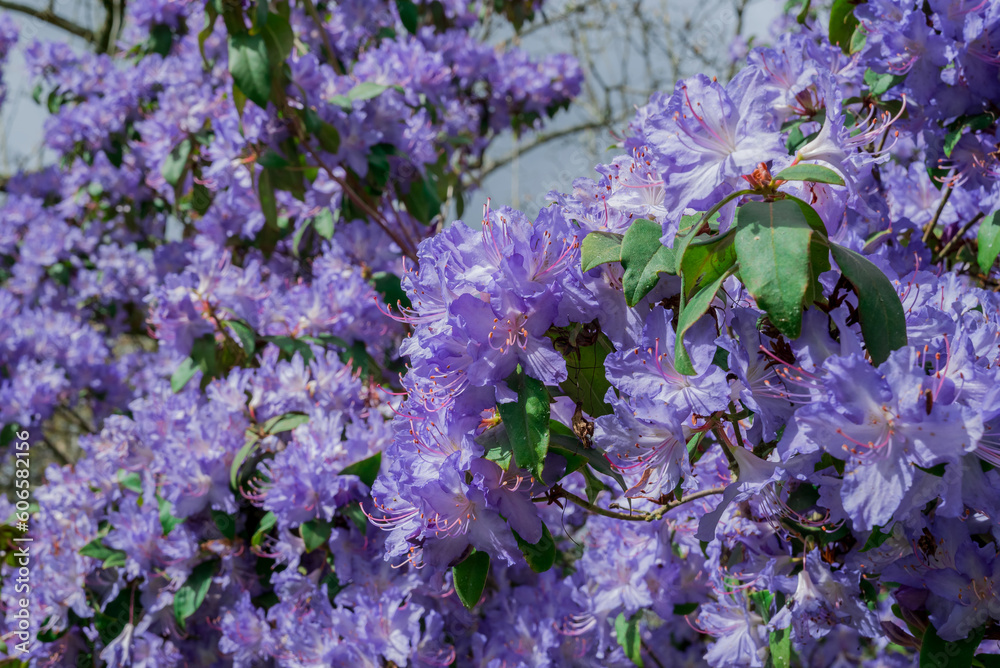 Fotografie light pink blue rhododendron brush.