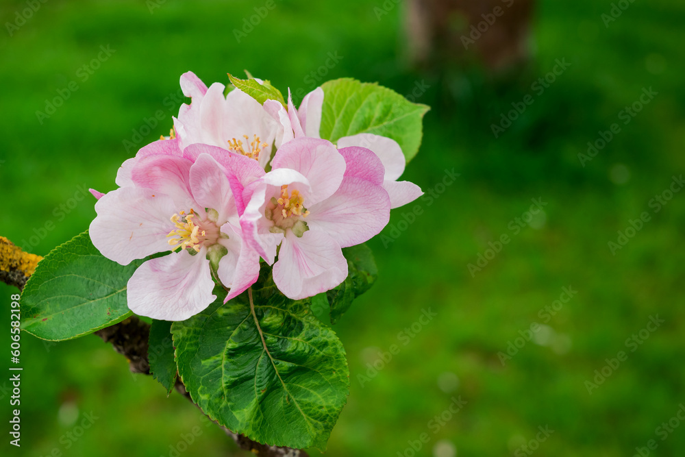 Apple blossom on apple tree. Close-up. Apple blossom on apple tree. Close-up.