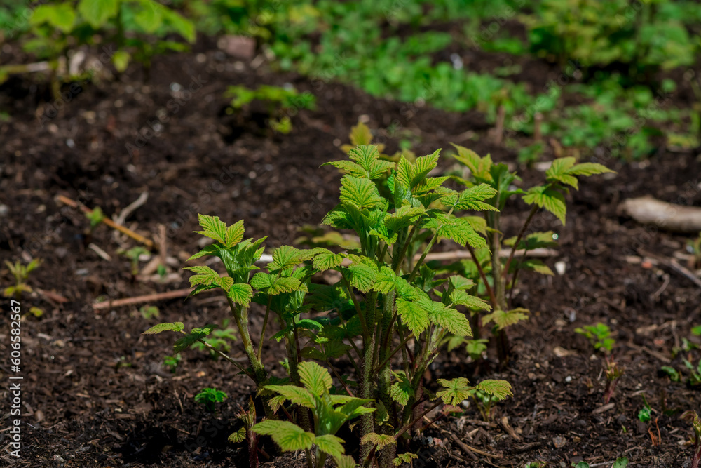 Landing a young raspberry plant in garden Landing a young raspberry plant in garden