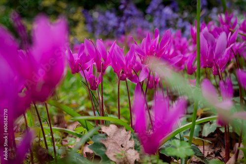 Cyclamen coum flowers natural on forest floor