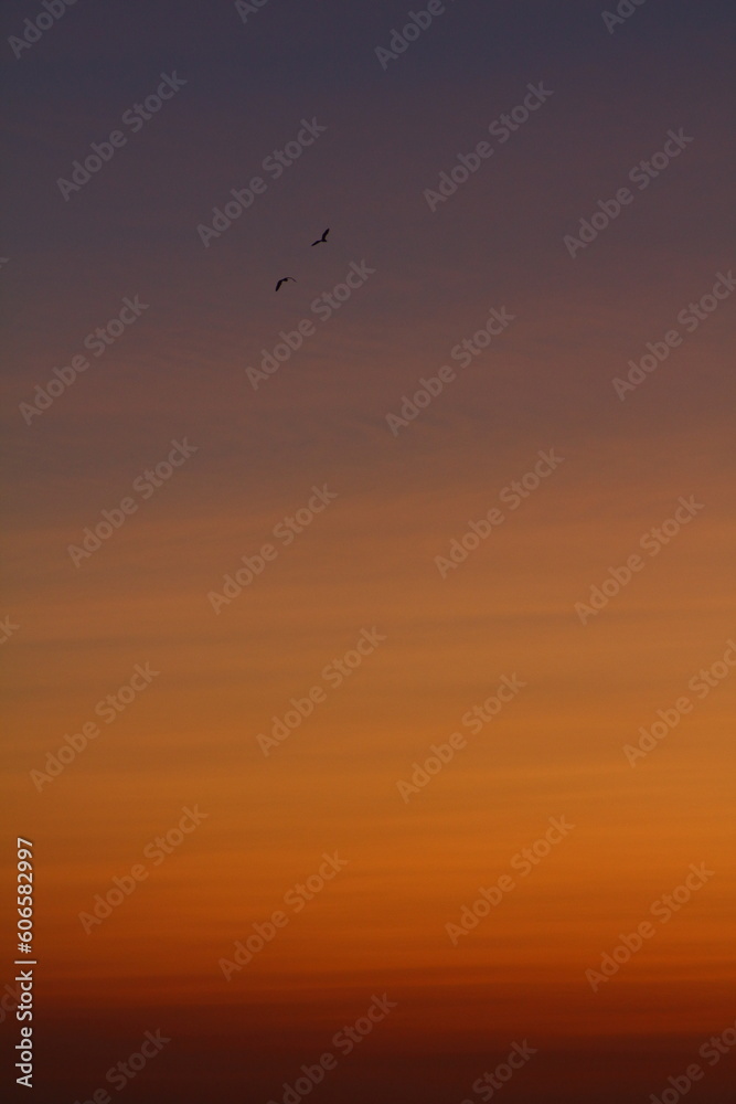 Two seabirds flying in the colorful sky at sunset.