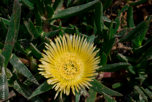 Carpobrotus edulis  hottentot-fig plant flower photo