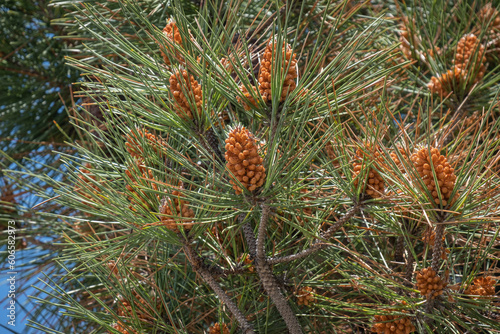 pinus sylvestris, new pine tree with needles small cones and leaves
