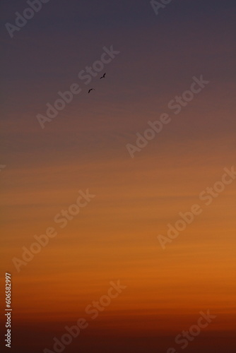 Two seabirds flying in the colorful sky at sunset.