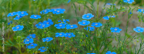 panoramic view of blue flax flowers. A field of blue flax blossoms. stock photo Agriculture, Blue, Blue Flax, Close-up, Flax Seed