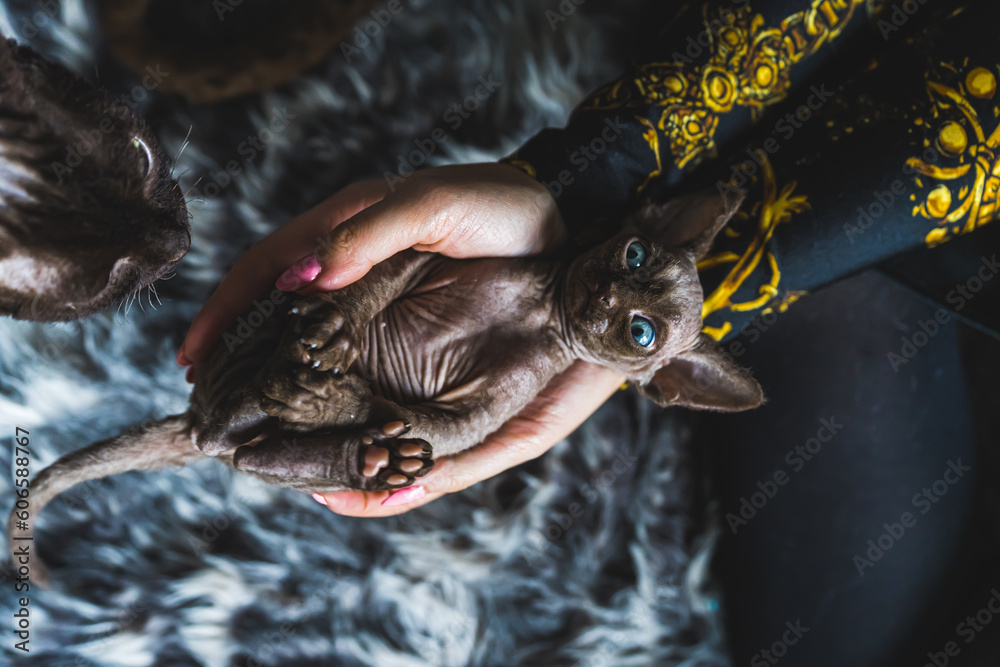 Devon rex cat having a great time with an owner, humans and pets. High quality photo