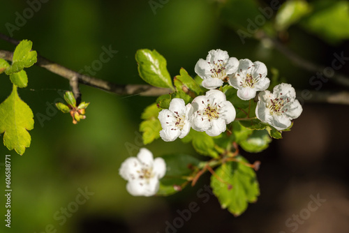 White hawthorn flowers on a twig.