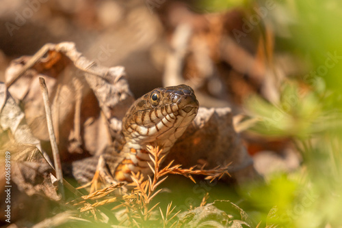 Brown Water Snake hidden in the dead leaves