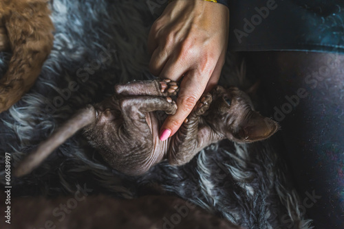 owner woman stroking her Devon rex cat, loving pets. High quality photo