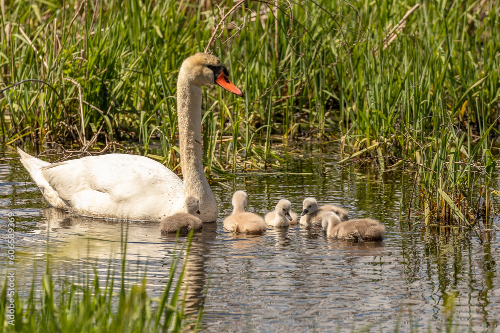 Fototapeta premium Mute Swan family swims in the water of the marsh