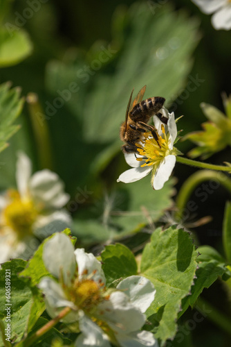 A bee on a strawberry flower.