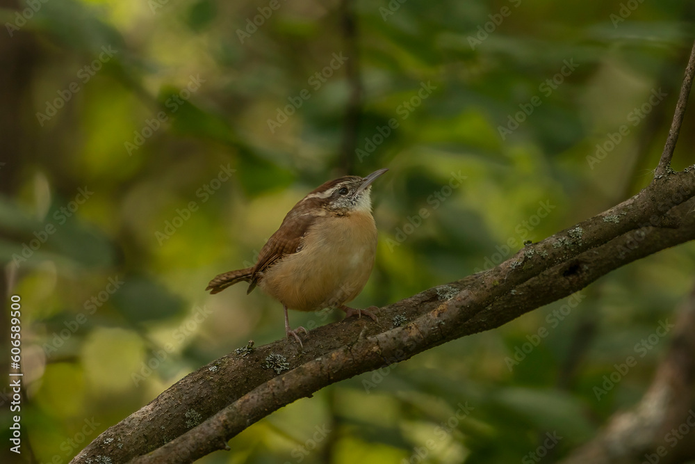 Carolina Wren perched on a tree branch Carolina Wren perched on a tree branch