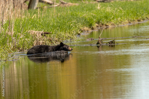 Black Bear takes a swim in the canal