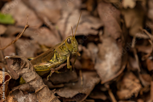 Portrait of a Differential Grasshopper in the leaves