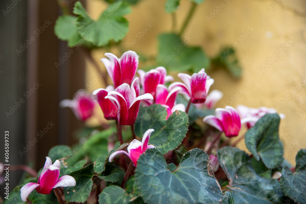 Cyclamen plant with pink flowers, Artanite and pork bread