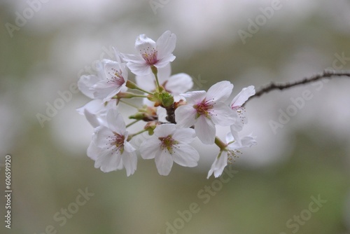 Cherry blossom flowers or sakura in closeup in Japan