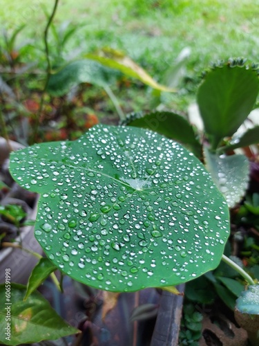 out of focused Beautiful large drop morning dew in nature. Drops of clean transparent water on leaves.