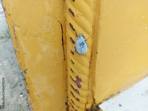 Lepidiota stigma, also known as sugarcane white grub, is a species of insect native to Southeast Asia