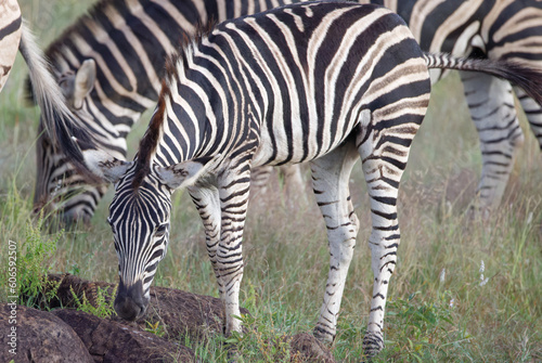 Zebra in Kruger Park  South Africa