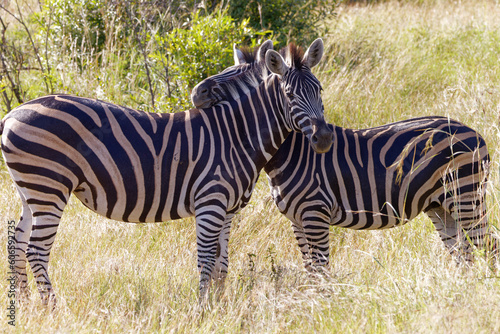 Zebra in Kruger Park, South Africa